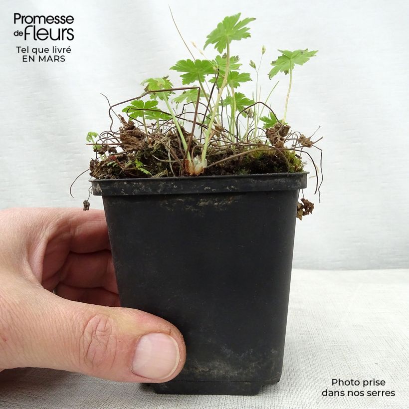 Spécimen de Géranium vivace phaeum var lividum Godet de 8/9 cm tel que livré au printemps