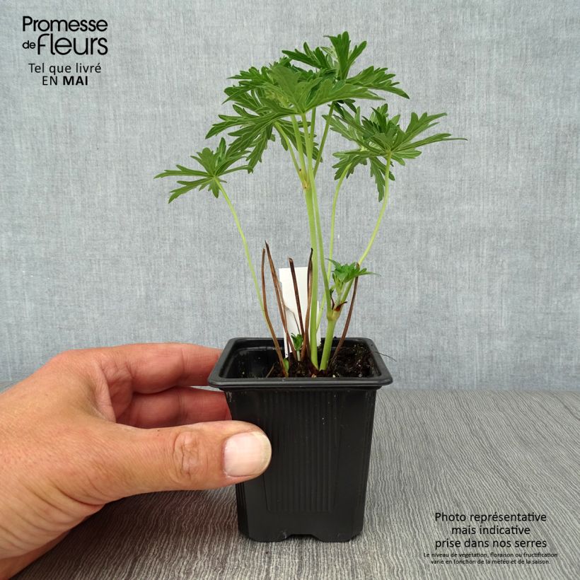 Spécimen de Géranium vivace pratense Algera Double - Géranium des prés Godet de 8/9 cm tel que livré au printemps