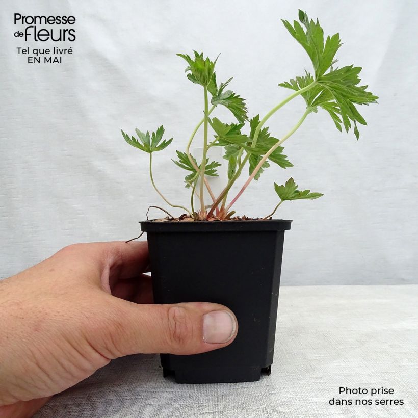 Spécimen de Géranium vivace pratense Cloud Nine - Géranium des près. Godet de 8/9 cm tel que livré au printemps