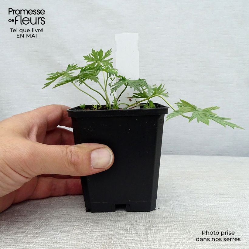 Spécimen de Geranium vivace pratense Laura - Géranium des près  Godet de 8/9 cm tel que livré au printemps