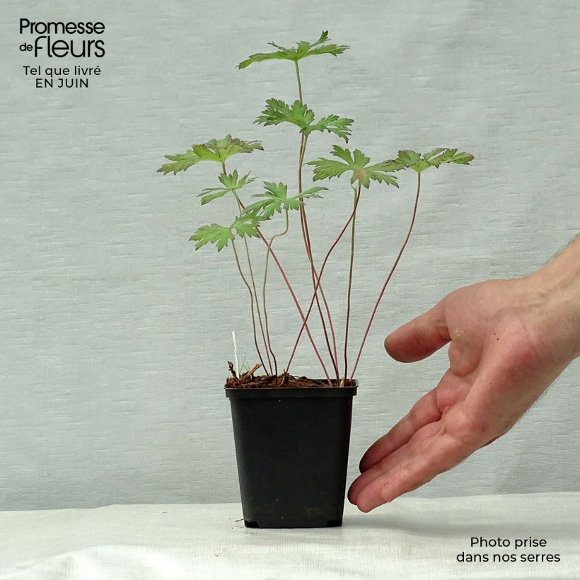 Spécimen de Geranium vivace pratense Marshmallow - Géranium des près rose bonbon Godet de 8/9 cm tel que livré en été