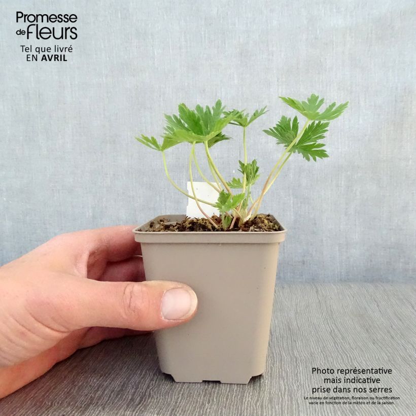Spécimen de Géranium vivace pratense Splish Splash - Géranium des prés Godet de 8/9 cm tel que livré au printemps