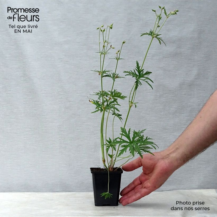 Spécimen de Géranium vivace pratense Summer Skies - Géranium des prés Godet de 8/9 cm tel que livré au printemps