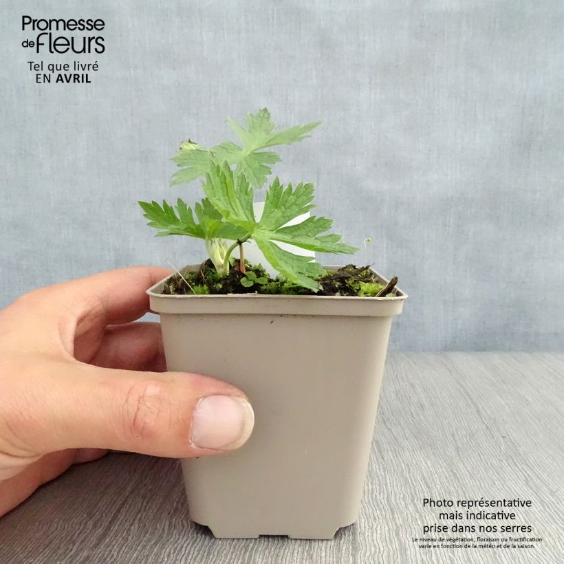 Spécimen de Geranium vivace psilostemon JS Ma Tu Vu Godet de 8/9 cm tel que livré au printemps