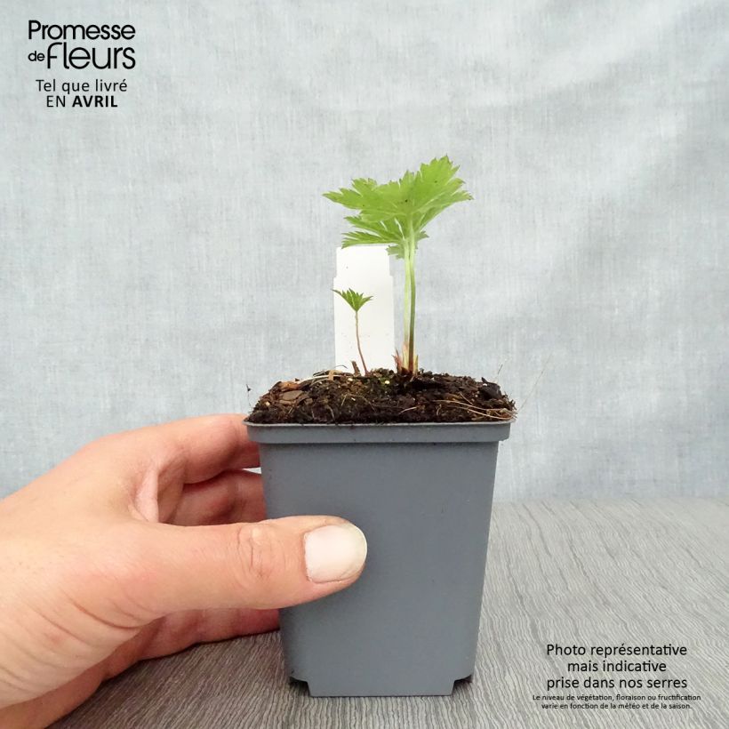 Spécimen de Geranium vivace psilostemon Red Admiral Godet de 8/9 cm tel que livré au printemps