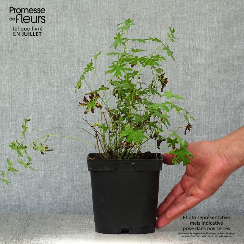 Spécimen de Geranium vivace sanguineum Album Pot de 1,5L/2L tel que livré en été