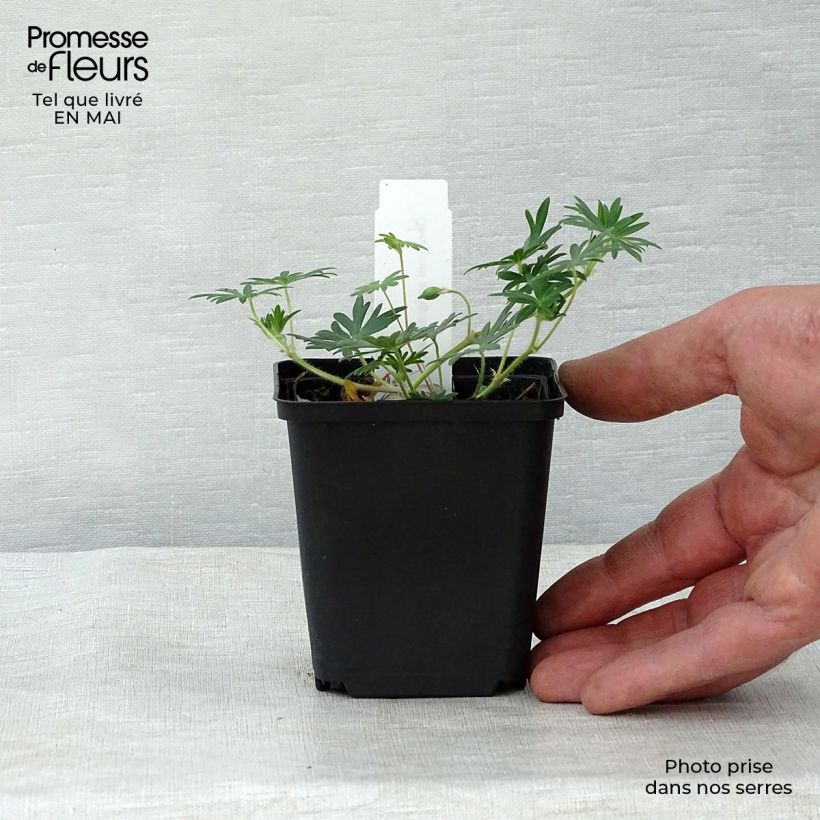 Spécimen de Géranium vivace sanguineum Aviemore Godet de 8/9 cm tel que livré au printemps