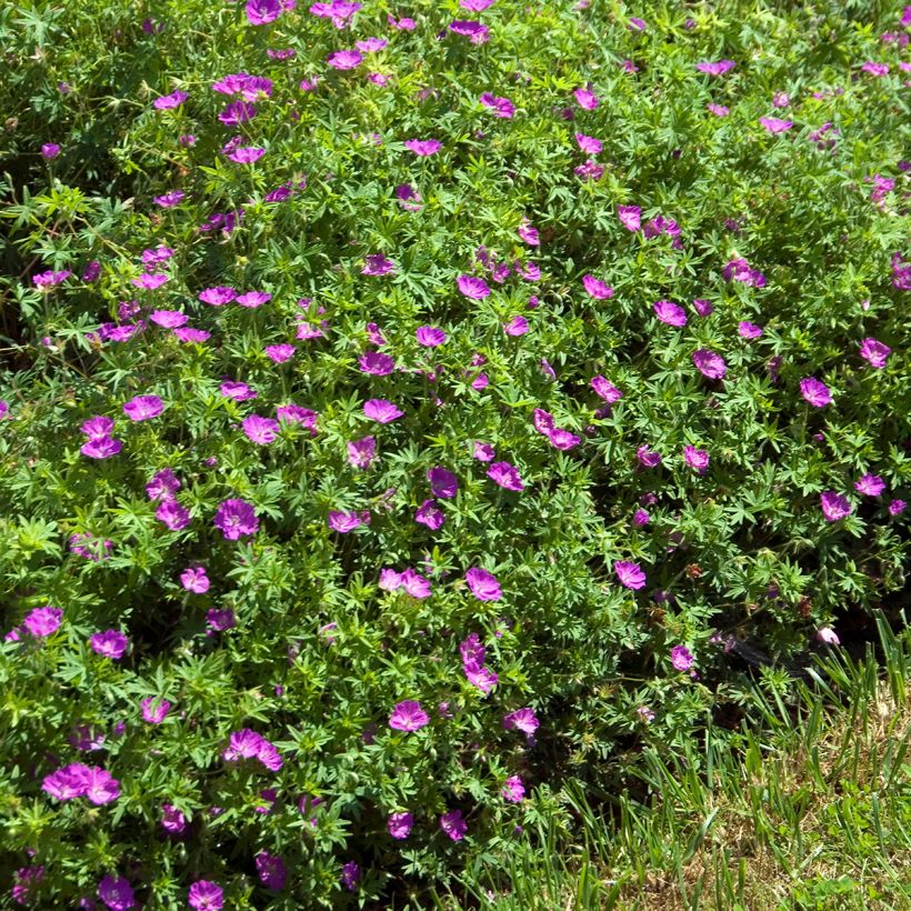 Géranium vivace sanguineum Compactum - Geranium sanguin rose pâle (Port)