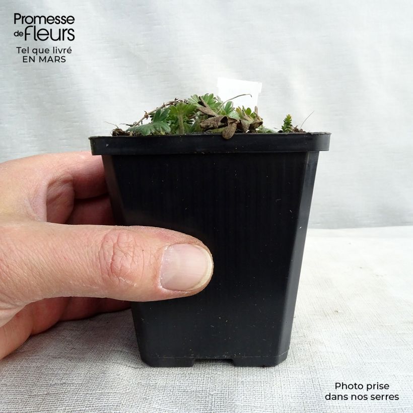 Example of Geranium vivace sanguineum Elke Godet de 8/9 cm as you get in printemps