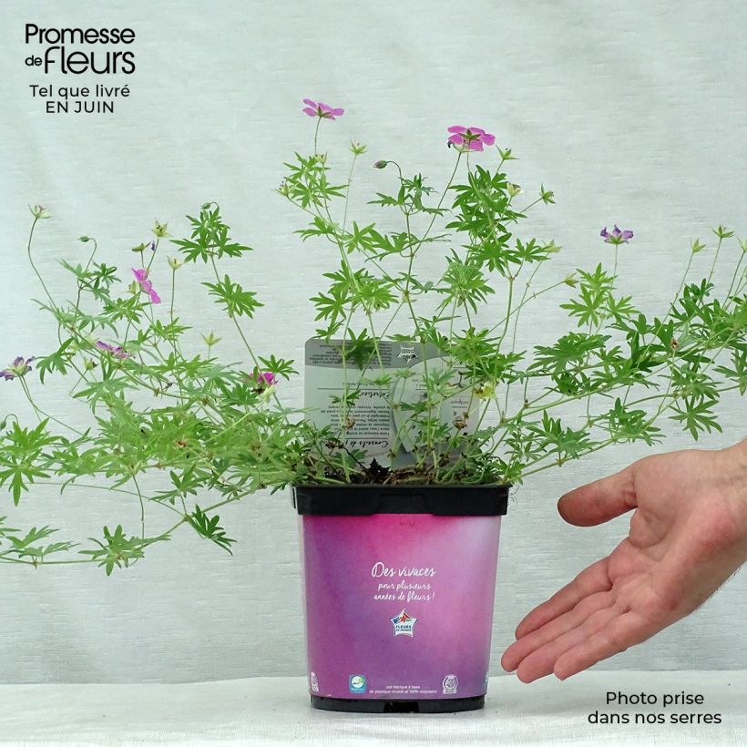 Spécimen de Geranium vivace sanguineum Elke Pot de 2L/3L tel que livré en été