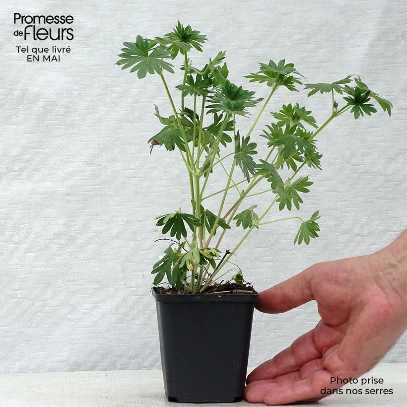 Spécimen de Géranium vivace sanguineum Hannelore Godet de 8/9 cm tel que livré au printemps