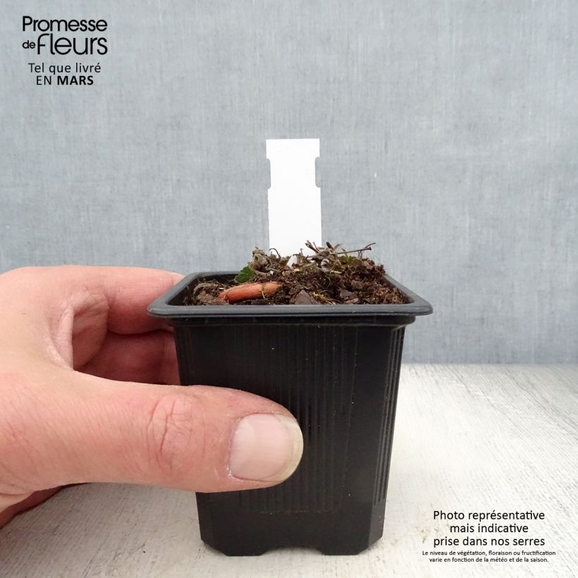 Spécimen de Géranium vivace sanguineum Max Frei Godet de 8/9 cm tel que livré au printemps