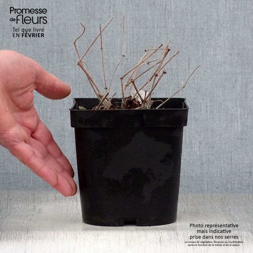 Spécimen de Géranium vivace sanguineum Pot de 1L/1,5L tel que livré en hiver