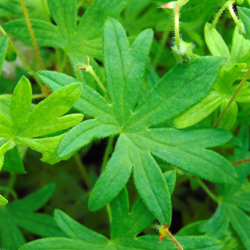 Géranium vivace sanguineum striatum (Foliage)