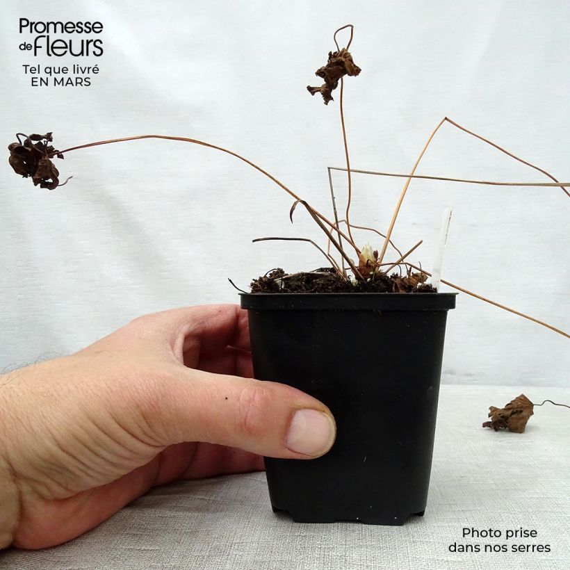 Spécimen de Géranium vivace sylvaticum May Flower Godet de 8/9 cm tel que livré au printemps