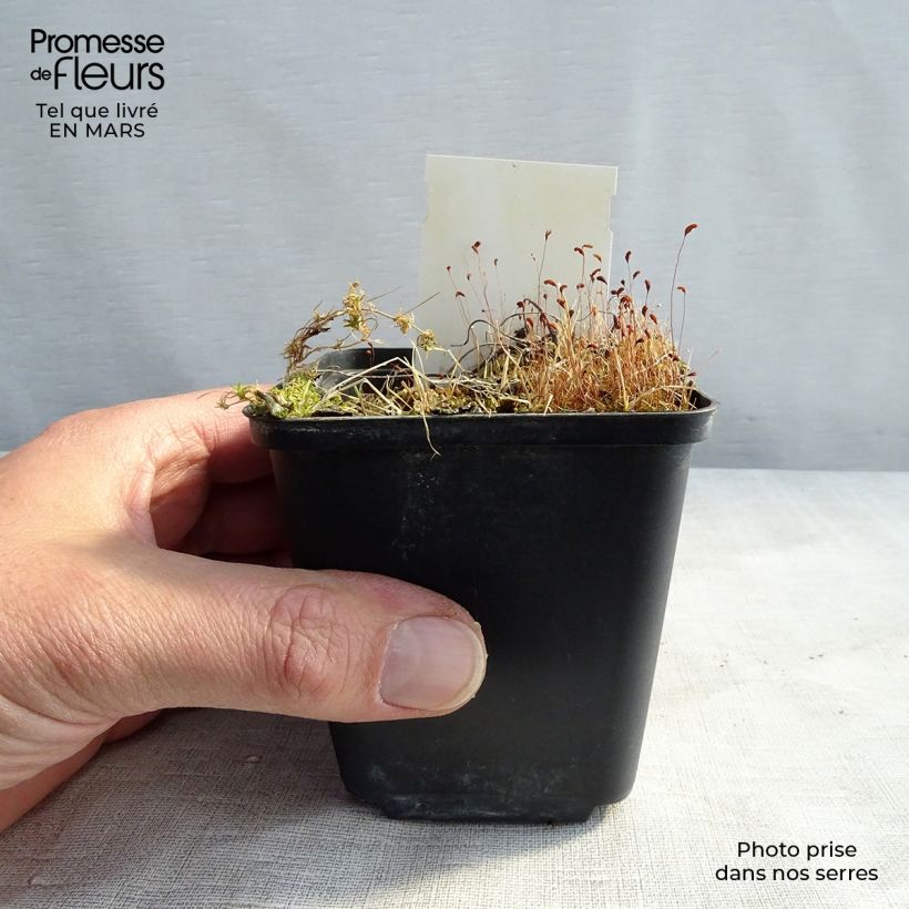 Spécimen de Géranium vivace sylvaticum var. wanneri Godet de 8/9 cm tel que livré au printemps