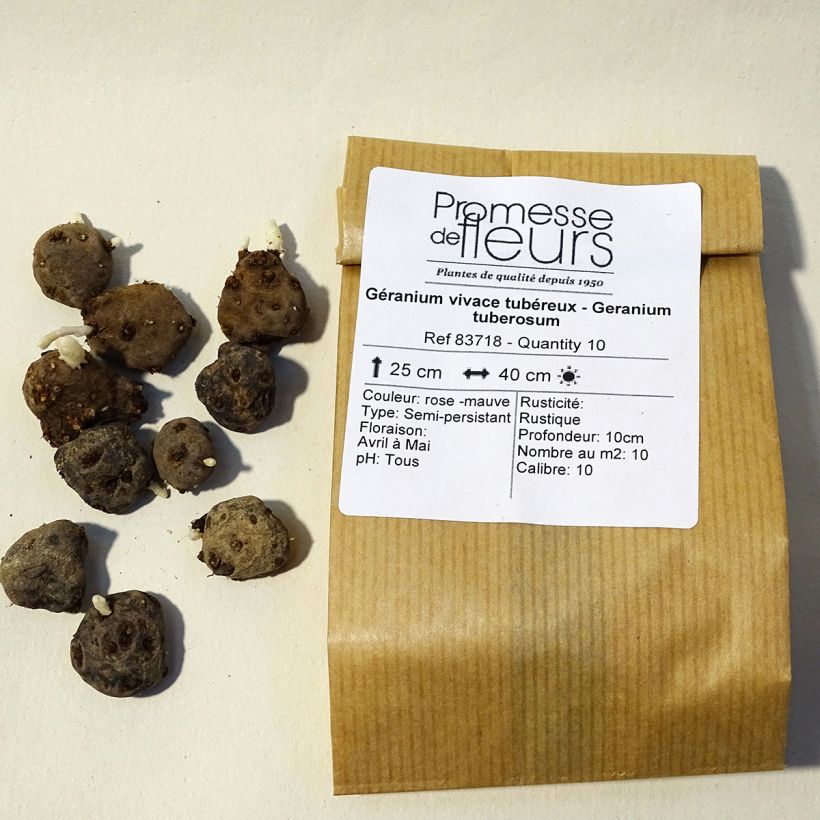 Exemple de spécimen de Géranium vivace tubéreux - Geranium tuberosum Bulbe calibre 5+ tel que livré
