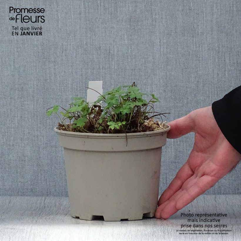 Spécimen de Géranium vivace versicolor  Pot de 2L/3L tel que livré en hiver