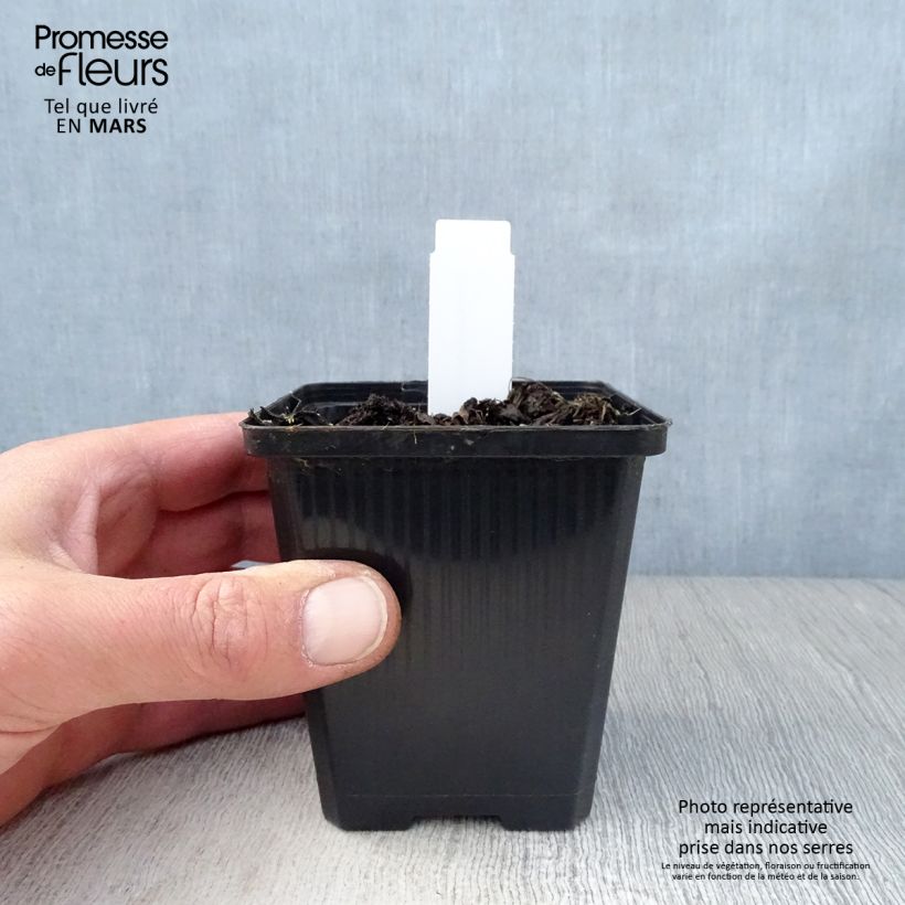 Spécimen de Geranium vivace wallichianum Havana Blues Godet de 8/9 cm tel que livré au printemps