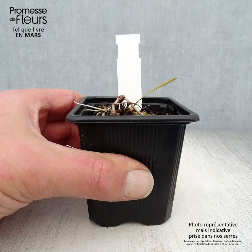 Spécimen de Geranium vivace wallichianum Magical All Summer Delight Godet de 8/9 cm tel que livré au printemps