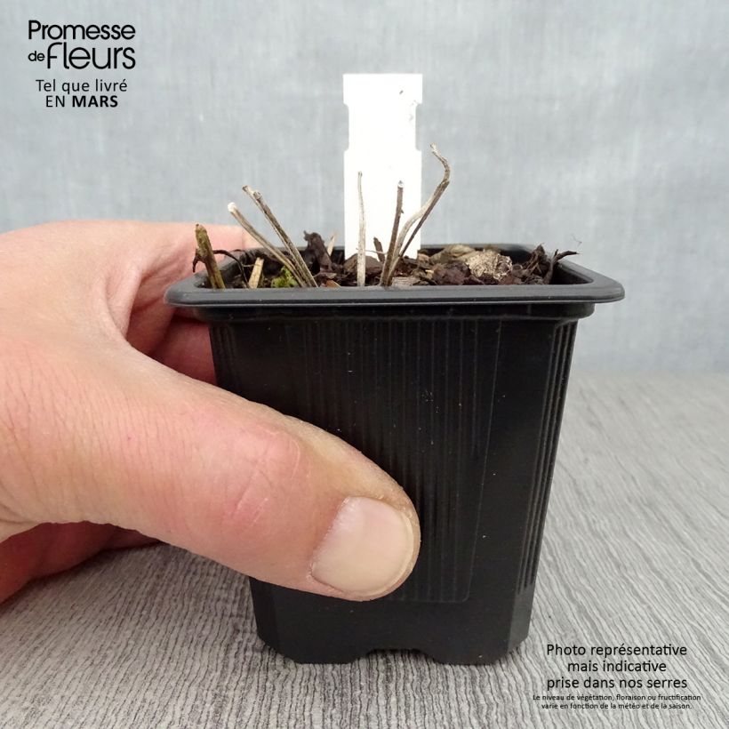 Spécimen de Geranium vivace wallichianum Magical All Summer Joy Godet de 8/9 cm tel que livré au printemps