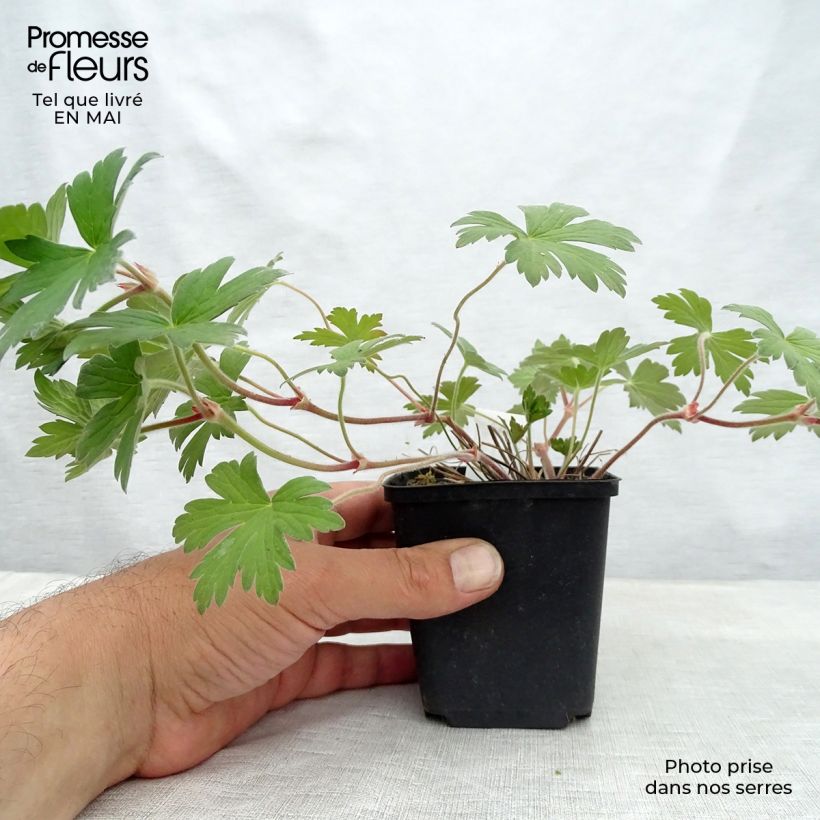 Spécimen de Géranium vivace wlassovianum Crug Farm Godet de 8/9 cm tel que livré au printemps