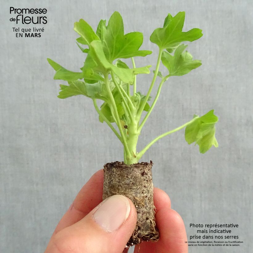 Spécimen de Géranium zonale Fireworks Pink  Mini-motte Ø 3/4 cm, Plant vert de 5 à 10 cm de haut tel que livré au printemps