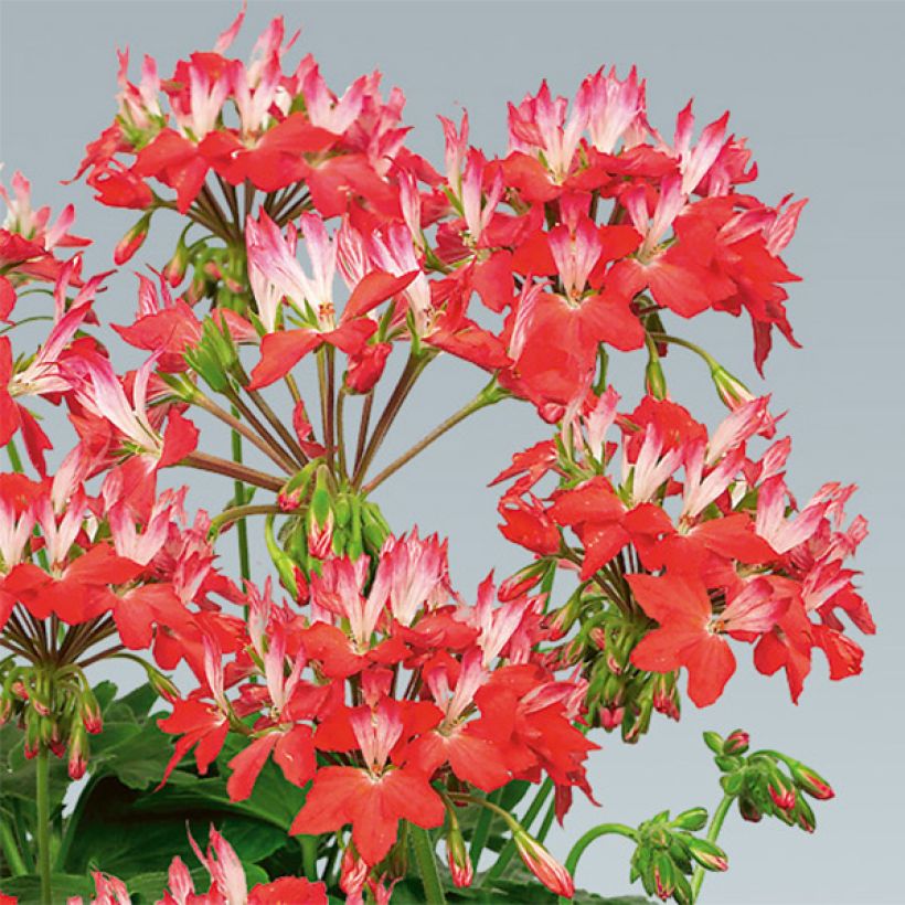 Géranium zonale Fireworks Red White (Flowering)