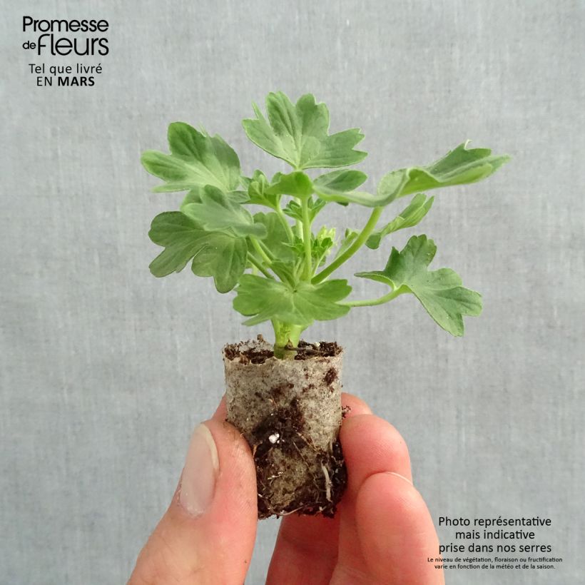 Example of Géranium zonale Fireworks Red White Mini-motte Ø 3/4 cm, Plant vert de 5 à 10 cm de haut as you get in printemps