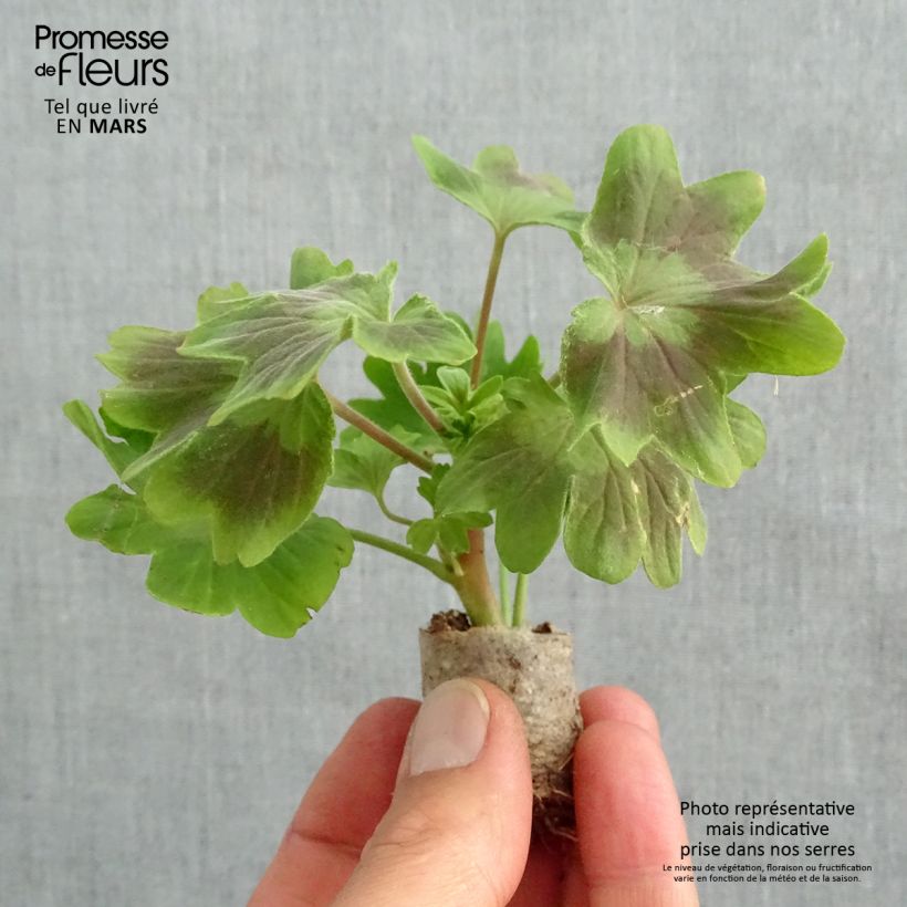 Spécimen de Géranium zonale Fireworks Scarlet Mini-motte Ø 3/4 cm, Plant vert de 5 à 10 cm de haut tel que livré au printemps