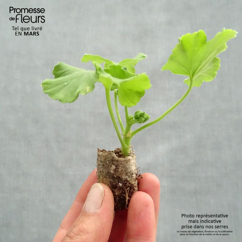 Spécimen de Géranium zonale Flower Fairy Red Splash  Mini-motte Ø 3/4 cm tel que livré au printemps