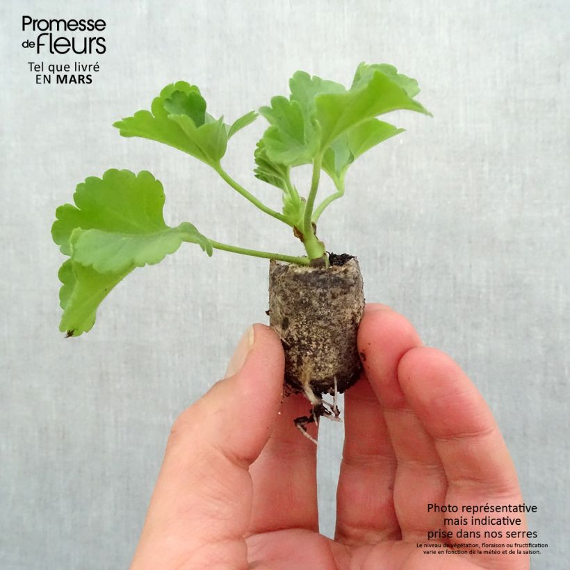 Example of Géranium zonale Flower Fairy Velvet  as you get in printemps