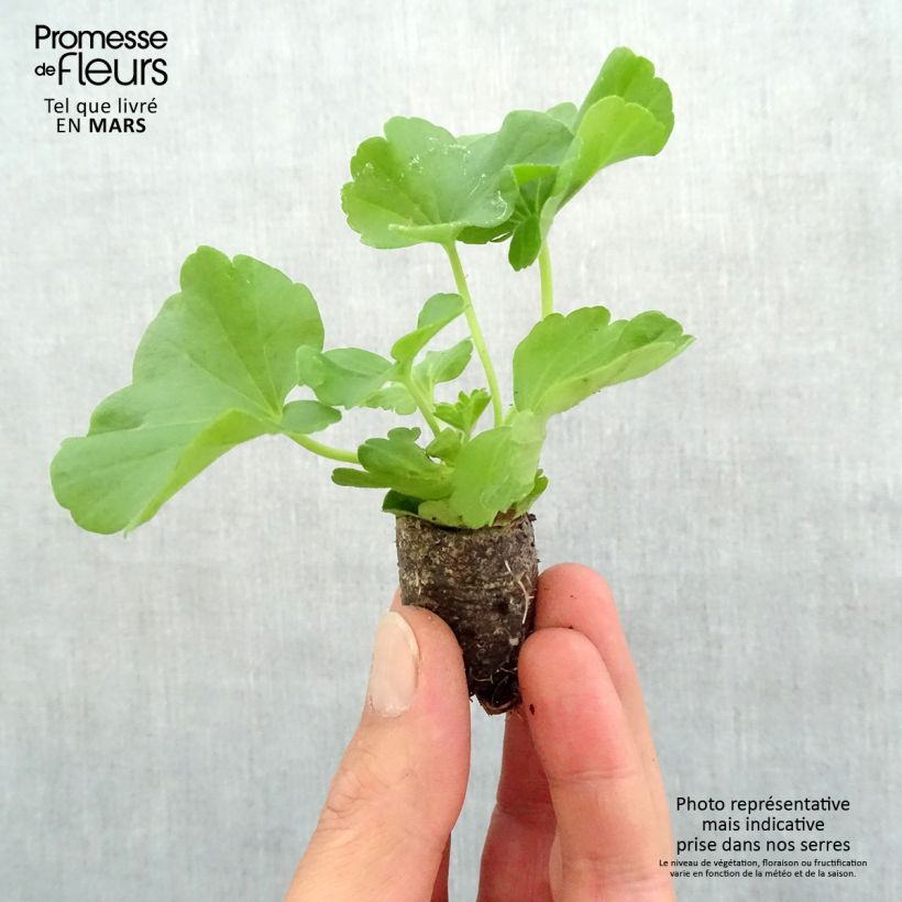 Spécimen de Géranium zonale Flower Fairy White Splash Mini-motte Ø 3/4 cm, Plant vert de 5 à 10 cm de haut tel que livré au printemps