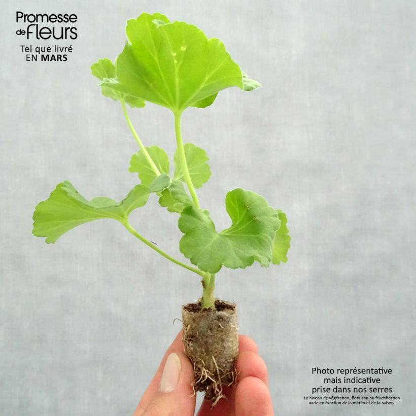 Spécimen de Géranium zonale Iceberg  Mini-motte Ø 3/4 cm, Livré en plant vert de 5 à 10 cm de hauteur tel que livré au printemps