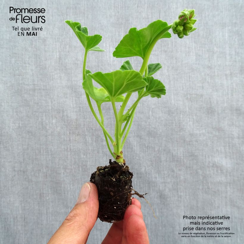 Spécimen de Géranium zonale Icecrystal Mini-motte Ø 3/4 cm, Livré en plant vert de 5 à 10 cm de hauteur tel que livré au printemps