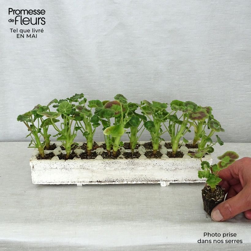 Spécimen de Géranium zonale Inspire Mix Mini-mottes Jardimotte : motte 3,8 cm x 3,2 cm en plaque de culture par 16 tel que livré au printemps
