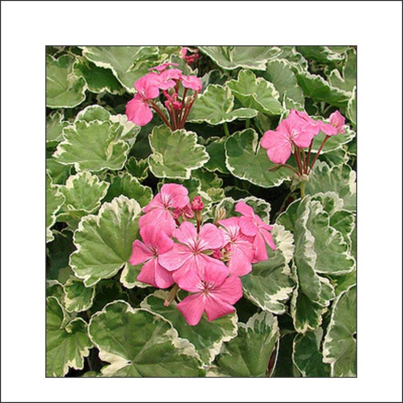 Géranium zonale Mme Salleron - Pelargonium fantaisie (Feuillage)