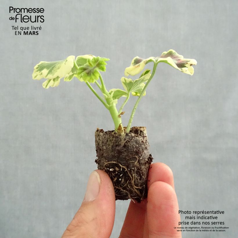 Spécimen de Géranium zonale Mrs Pollock - Pelargonium fantaisie  Mini-motte Ø 3/4 cm, Plant vert de 5 à 10 cm de haut tel que livré au printemps