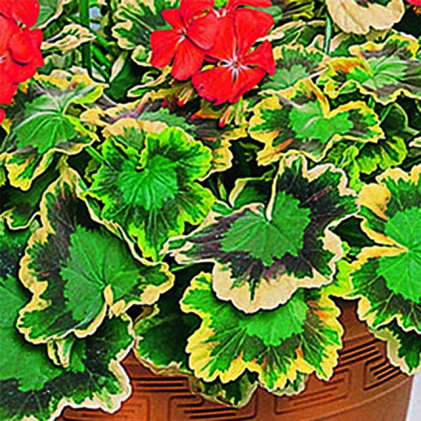 Géranium zonale Mrs Pollock - Pelargonium fantaisie  (Feuillage)