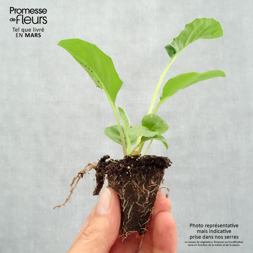 Spécimen de Gerbera Garvinea Sweet Sweet Glow Mini-motte Ø 1,5/2,5 cm tel que livré au printemps