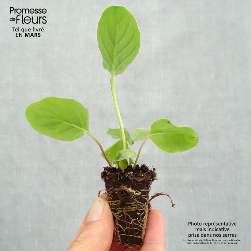 Spécimen de Gerbera Garvinea Sweet Sweet Heart Mini-motte Ø 1,5/2,5 cm tel que livré au printemps