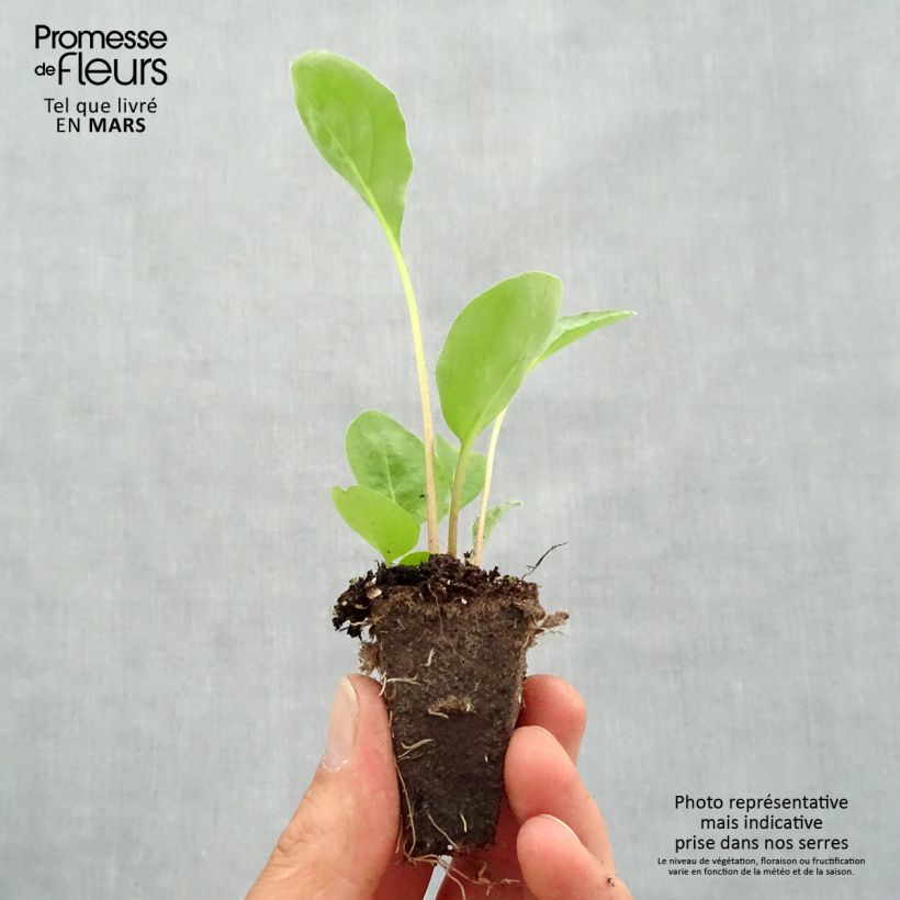 Spécimen de Gerbera Garvinea Sweet Sweet Love Mini-motte Ø 1,5/2,5 cm tel que livré au printemps