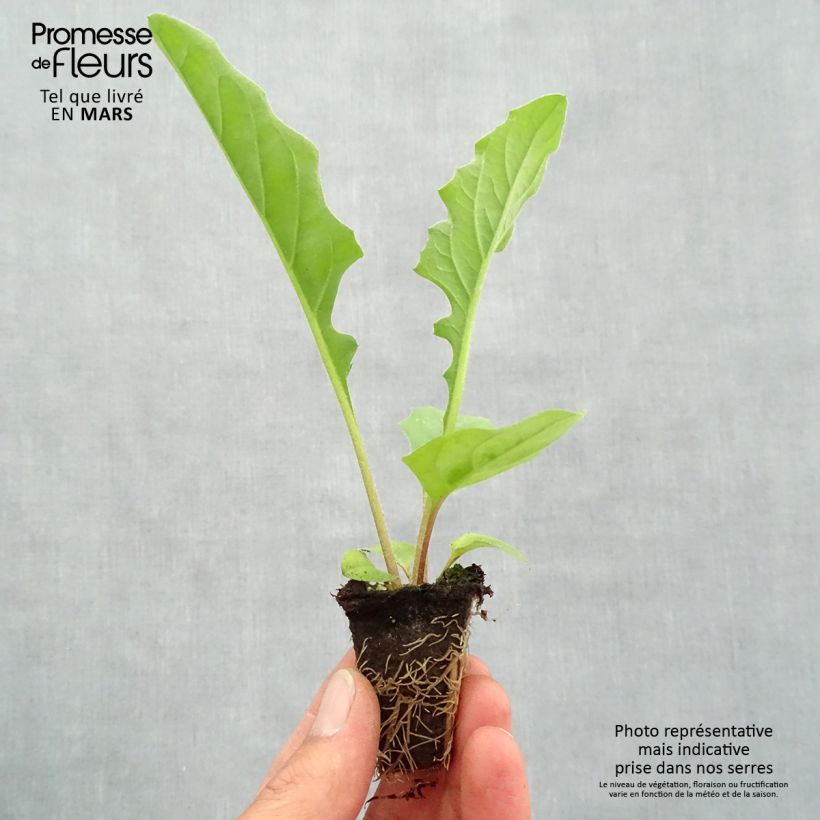 Spécimen de Gerbera Garvinea Sweet Sweet Smile Mini-motte Ø 1,5/2,5 cm tel que livré au printemps