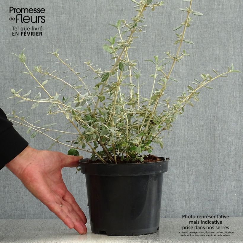 Spécimen de Germandrée arbustive - Teucrium fruticans Pot de 2L/3L tel que livré en automne