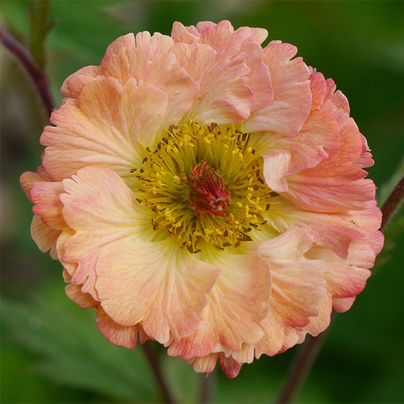 Geum Bell Bank - Benoîte rose soutenu (Flowering)