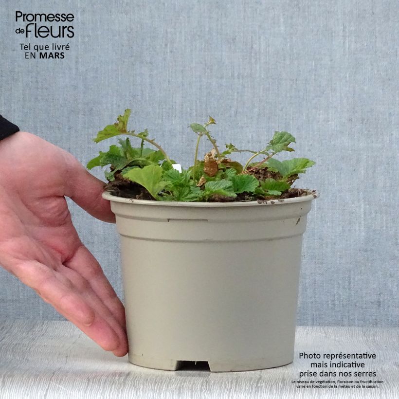 Example of Geum Bell Bank - Benoîte rose soutenu Pot de 2L/3L as you get in printemps