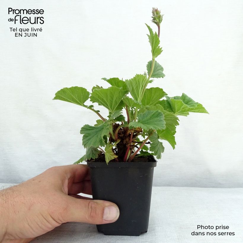 Spécimen de Geum Cocktail Sea Breeze - Benoîte orange Godet de 8/9 cm tel que livré en été
