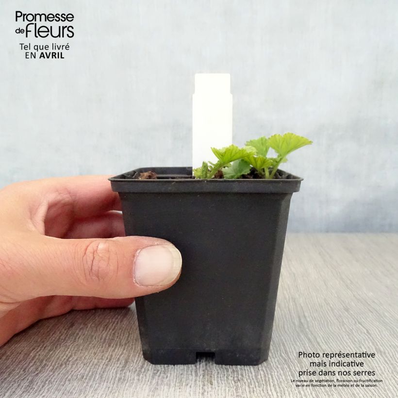 Example of Geum Cocktail Sea Breeze - Benoîte orange Godet de 8/9 cm as you get in printemps