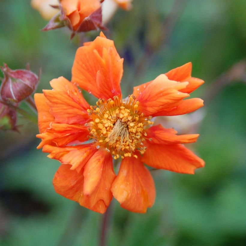 Geum Cocktail Sea Breeze - Benoîte orange (Flowering)