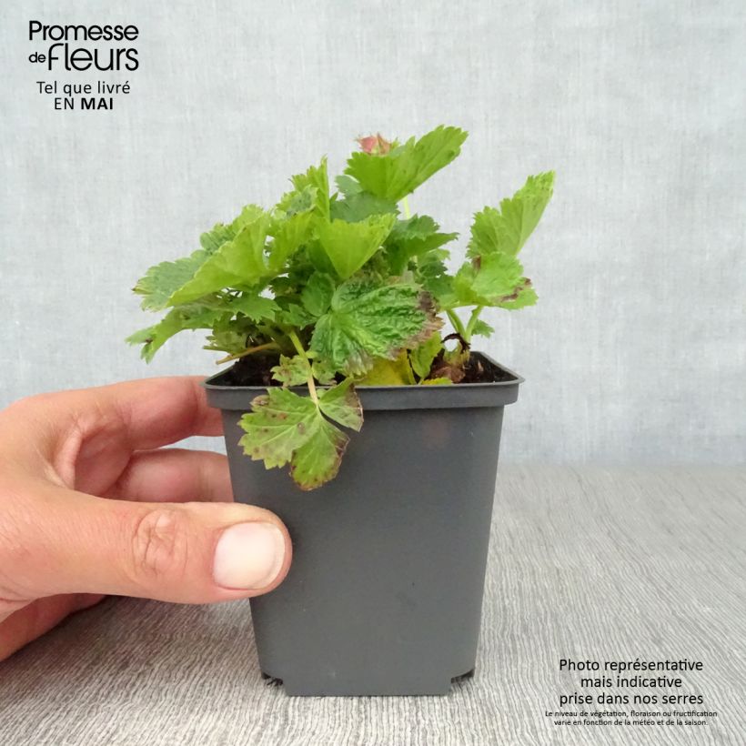 Spécimen de Geum Cosmopolitan - Benoite blanc-pêche Godet de 8/9 cm tel que livré au printemps